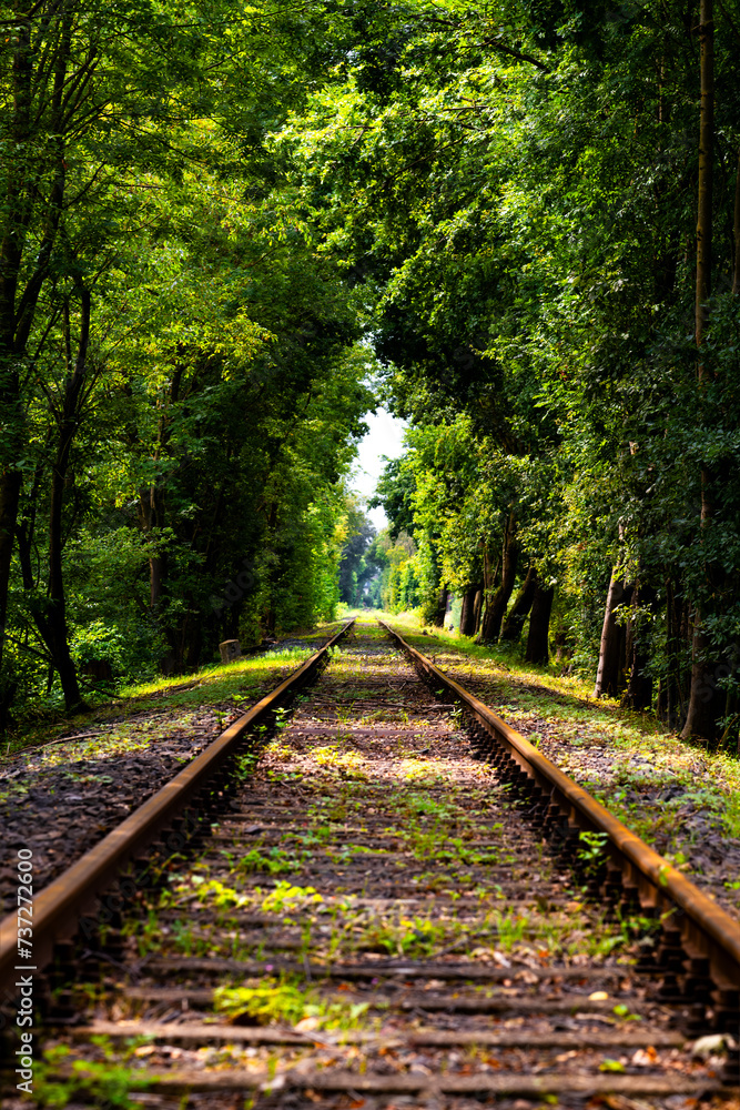 Straight railway track with symmetrical frog perspective at a branch line in a forest near Paderborn Germany, with tall trees, rusty steel thresholds and screws. Lush green vegetation on a sunny day. Straight railway track with symmetrical frog perspective at a branch line in a forest near Paderborn Germany, with tall trees, rusty steel thresholds and screws. Lush green vegetation on a sunny day.