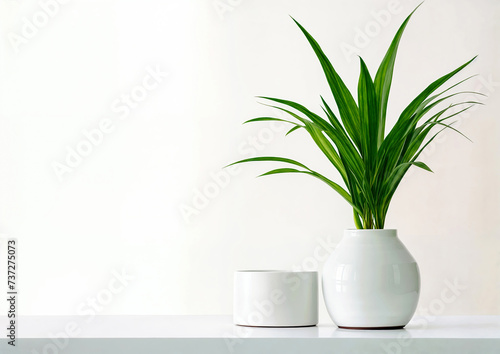 luxury Potted plant on white table against white wall background and copy space