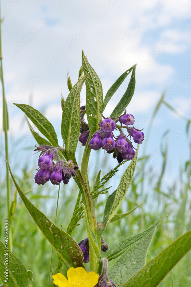 Common Comfrey. Symphytum officinale. Violet blooming common comfrey or ...