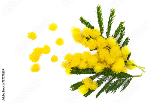 Mimosa branch, flowers and leaves, Acacia dealbata, isolated on white, top view photo