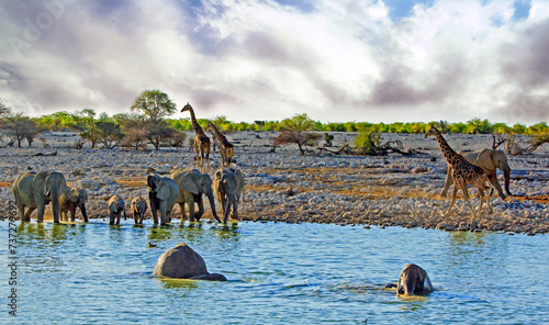 Morning view of Okaukeujo waterhole witha  herd of elephants and giraffe coming to take a drink, with a grey cloudy overcast sky - heat haze is visible photo