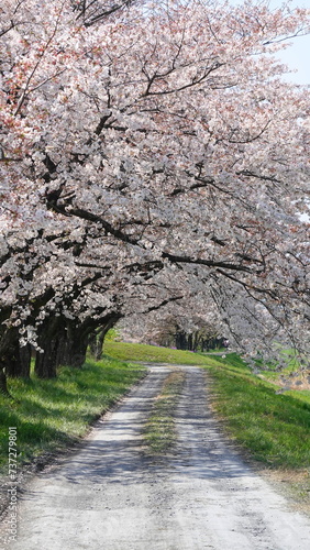 桜のトンネル(埼玉県本庄市のこだま千本桜・縦構図)　3232 © HEARTY_ARTS