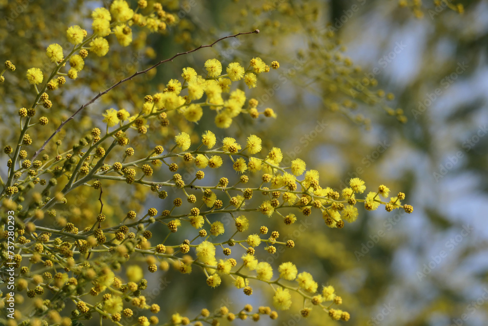 Yellow flowers of Acacia dealbata, also known as Mimosa. Yellow flowers of Acacia dealbata, also known as Mimosa.