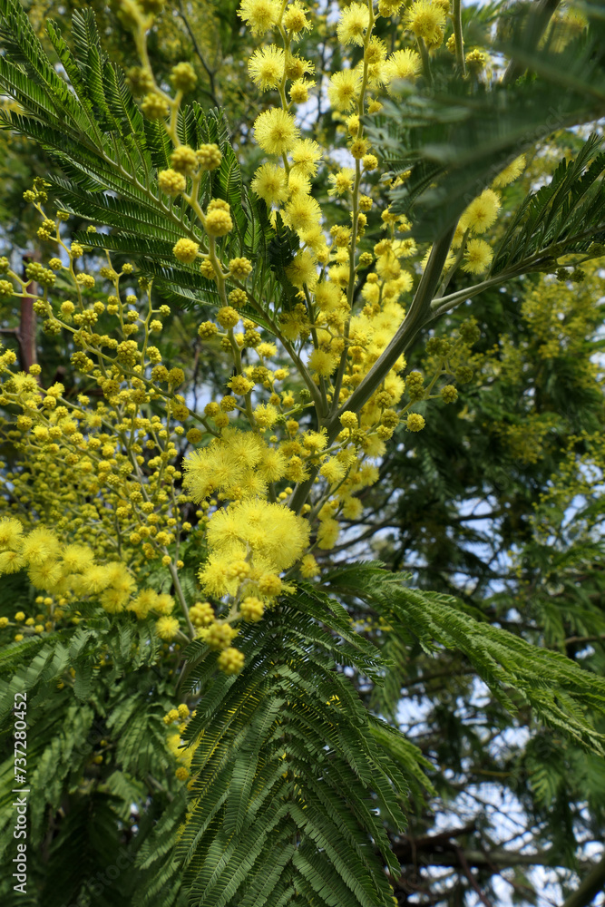Yellow flowers of Acacia dealbata, also known as Mimosa. Yellow flowers of Acacia dealbata, also known as Mimosa.