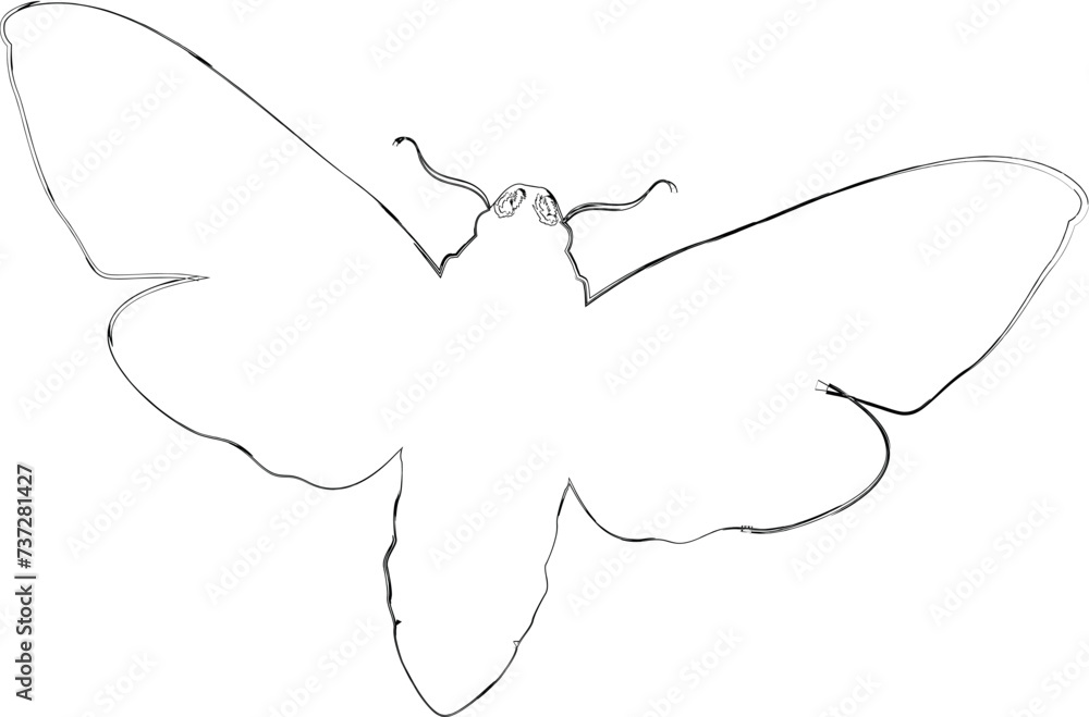 Fototapeta premium Butterfly drawing design nature insects.