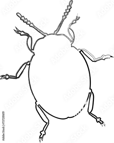 Beetle drawing design nature insects.