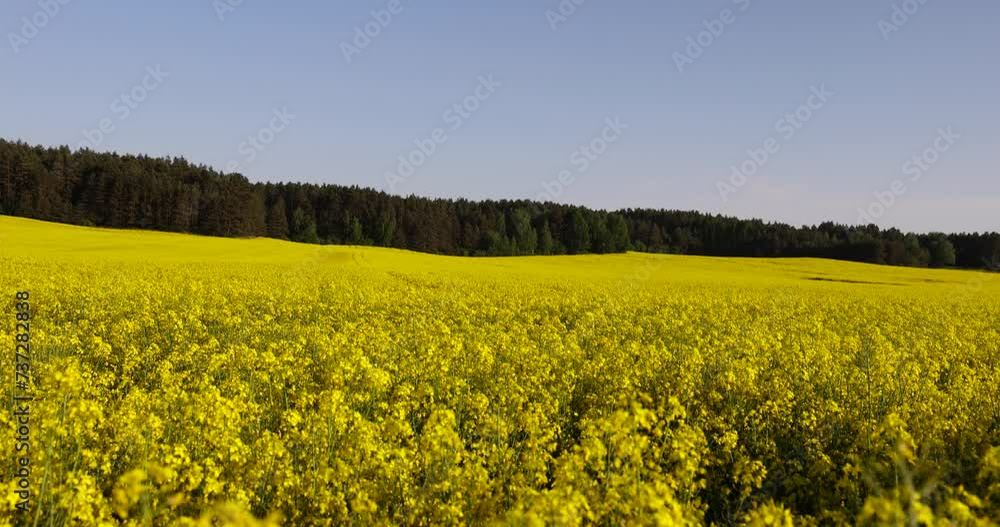 beautiful flowering field with yellow rapeseed flowers, a field with yellow flowering rapeseed plants in spring beautiful flowering field with yellow rapeseed flowers, a field with yellow flowering rapeseed plants in spring