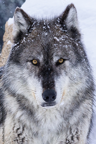 wolf in the snow © Greg Meland