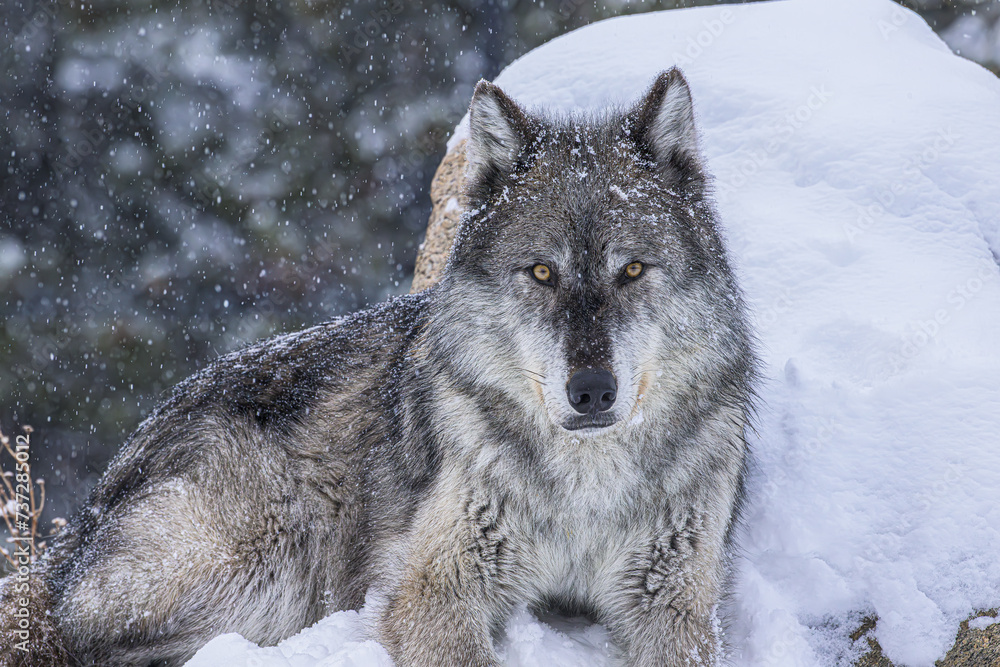 Naklejka premium wolf in snow