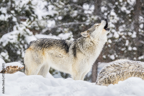 Wolf Howling in the Snow