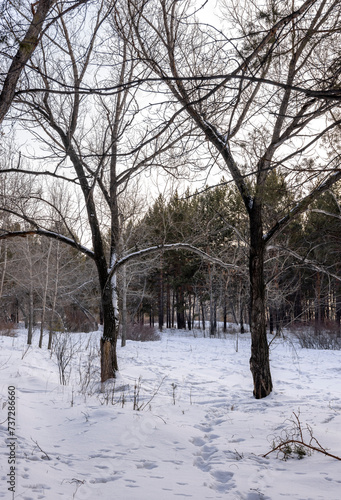 dry bare trees in a winter forest in the evening 