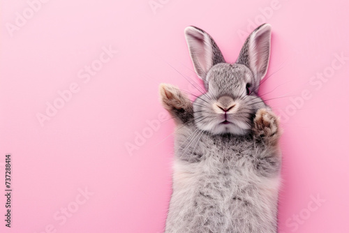 Cute grey rabbit lying on back on pink background, fluffy ears, playful posture, animal antics, bunny paws up, adorable pet, whiskers detail, comical position, close-up shot, space for text.