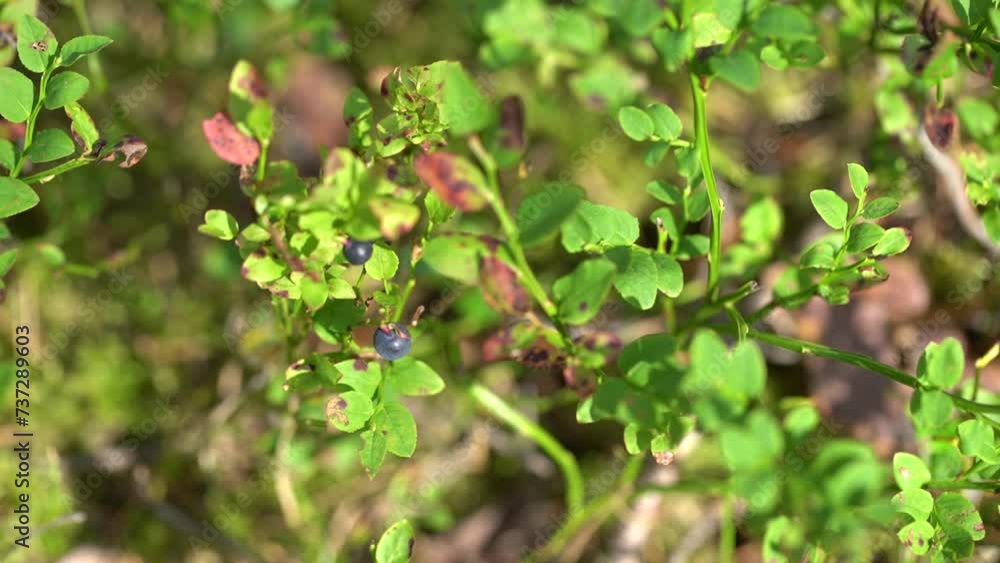 Wild blueberries on shrub with green leaves, forest ground background, natural daylight. Wild blueberries on shrub with green leaves, forest ground background, natural daylight.