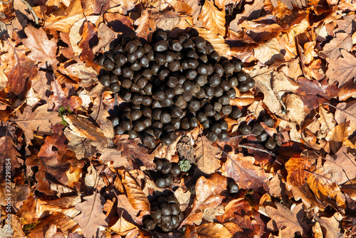 Deer poop on dry leaves on the ground