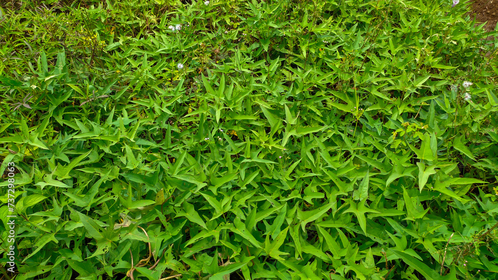 Fresh green leaves of sweet potato or Latin name Ipomoea batatas Fresh green leaves of sweet potato or Latin name Ipomoea batatas