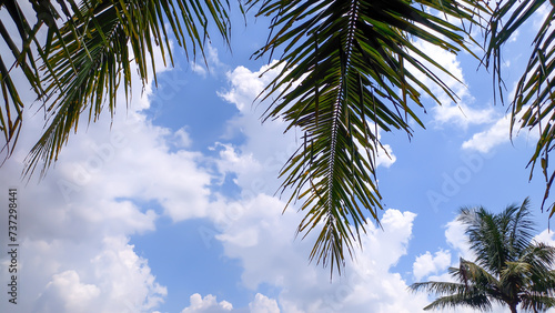 View of tall coconut trees with clear cloudy sky with empty space in Indonesia