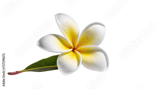 Frangipani flower isolated on transparent background.