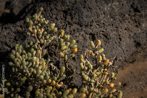 close up of a plant on the rock.