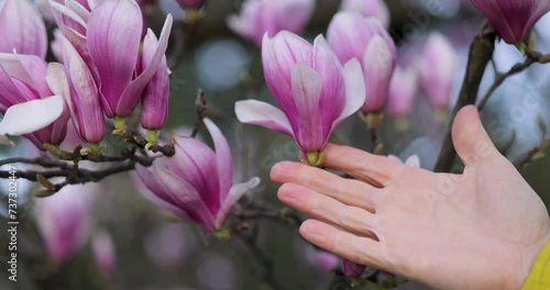 Large beautiful pink magnolia flower compared to a man's palm