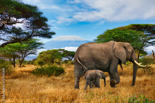 Elefanten und der Kilimandscharo im Amboseli Nationalpark