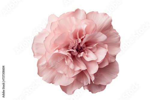 Pink peony flower