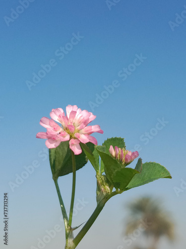 Flower of the trifolium resupinatum l or flower of the Persian clover in the garden