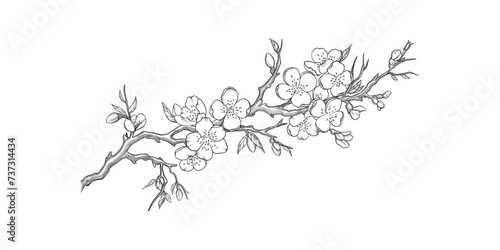 Sakura flower design element. Set of geometric shapes. Modern linear design emblem. Modern abstract linear compositions and graphic design elements