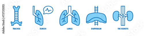 The kidneys, Diaphragm, Lungs, Bronchi, Trachea editable stroke outline icons set isolated on white background flat vector illustration.