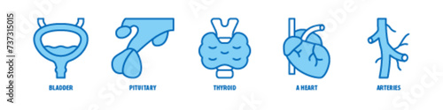 Arteries, A heart, Thyroid, Pituitary, Bladder editable stroke outline icons set isolated on white background flat vector illustration.