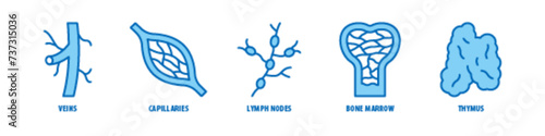 Thymus, Bone marrow, Lymph nodes, Capillaries, Veins editable stroke outline icons set isolated on white background flat vector illustration. photo