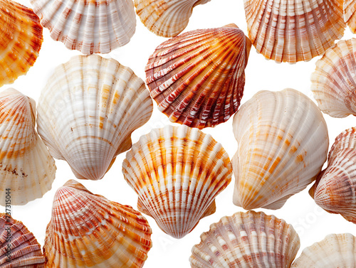 Cockle shells are isolated on a white background. The shell is clean of sea mud.