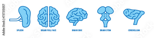 Cerebellum, Brain stem, Brain side, Brain full face, Spleen editable stroke outline icons set isolated on white background flat vector illustration.