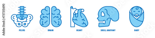 Baby, Skull Anatomy, Heart, Brain, Pelvis editable stroke outline icons set isolated on white background flat vector illustration.