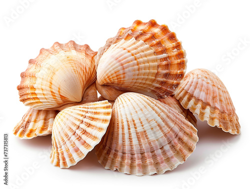 Cockle shells are isolated on a white background. The shell is clean of sea mud.