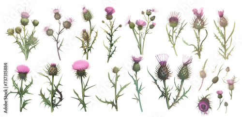 collection of wild thistles flowers, isolated on a transparent background