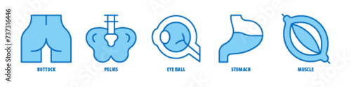 Muscle, Stomach, Eye Ball, Pelvis, Buttock editable stroke outline icons set isolated on white background flat vector illustration.