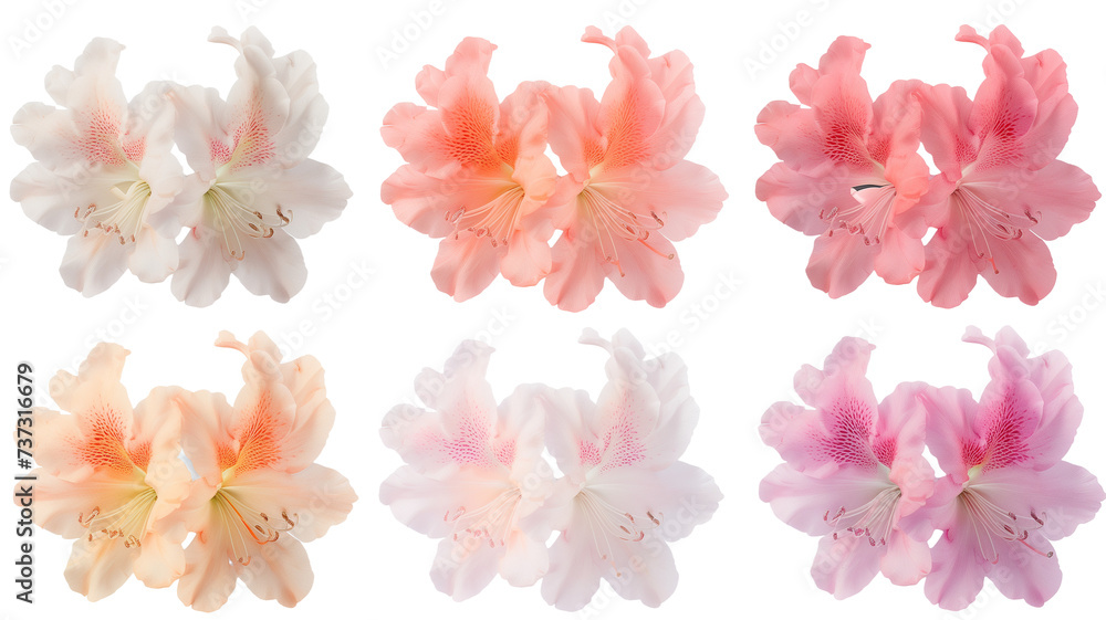 collection of soft pastel azaleas flowers, isolated on a transparent background