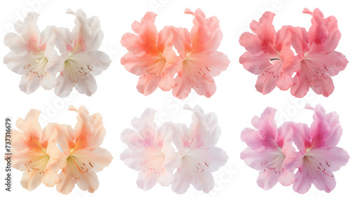collection of soft pastel azaleas flowers  isolated on a transparent background