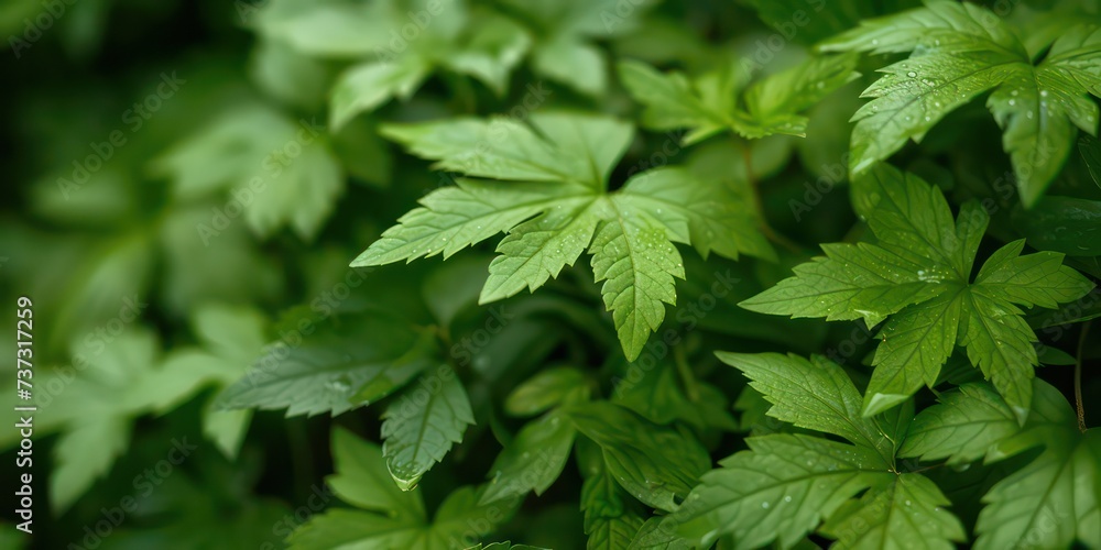 Top view of artificial plant background, reminiscent of lush greenery, offering a unique perspective. Top view of artificial plant background, reminiscent of lush greenery, offering a unique perspective.