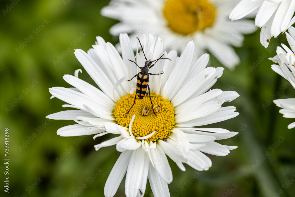 Plagionotus arcuatus, striped longhorned beetle close-up on chamomile flower Plagionotus arcuatus, striped longhorned beetle close-up on chamomile flower
