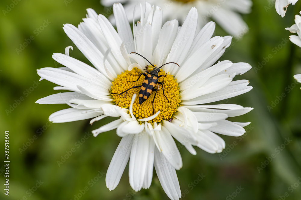 Plagionotus arcuatus, striped longhorned beetle close-up on chamomile flower Plagionotus arcuatus, striped longhorned beetle close-up on chamomile flower
