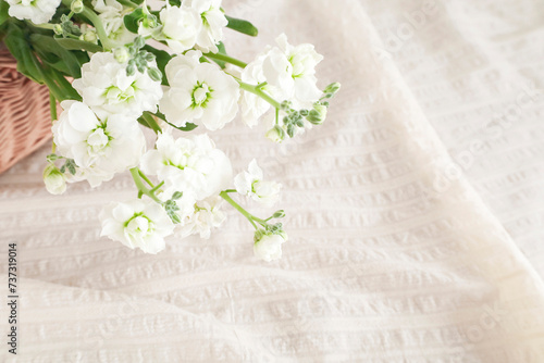 美しい白い花の素材　白い布のドレープ背景　ナチュラルなイメージ photo