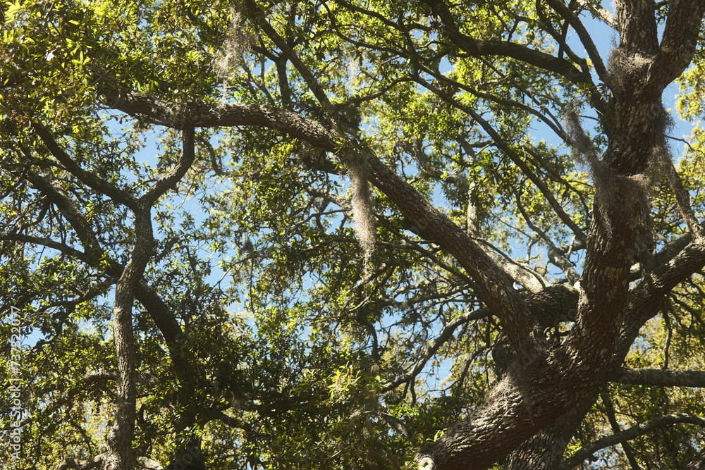 Spanish moss growing from a huge tree in Charleston, SC Spanish moss growing from a huge tree in Charleston, SC