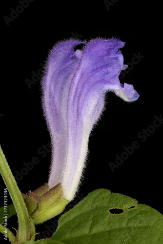 Fotografie Common Skullcap (Scutellaria galericulata). Flowers Pair Closeup