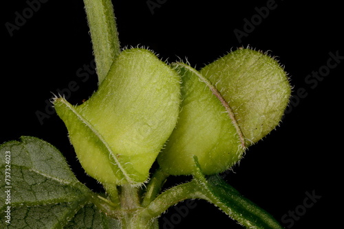 Obraz na plátně Common Skullcap (Scutellaria galericulata)