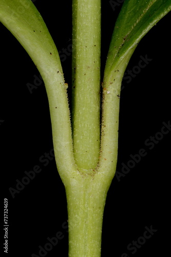 Lesser Periwinkle (Vinca minor). Leaf Bases Closeup photo