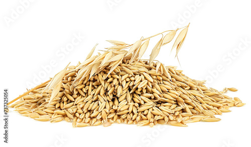 Whole grains of oats and oat spikelet isolated on a white background. Concept of healthy eating.