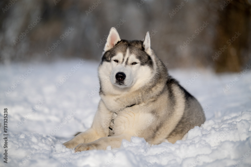 Siberian Husky in nature. Portrait of a husky against the backdrop of a winter landscape. Siberian Husky in nature. Portrait of a husky against the backdrop of a winter landscape.