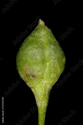 Common Figwort (Scrophularia nodosa). Immature Capsule Closeup photo