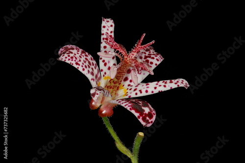 Wallpaper Mural Hairy Toad Lily (Tricyrtis hirta). Flower Closeup Torontodigital.ca